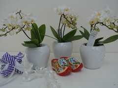 7-Mini Orchidee