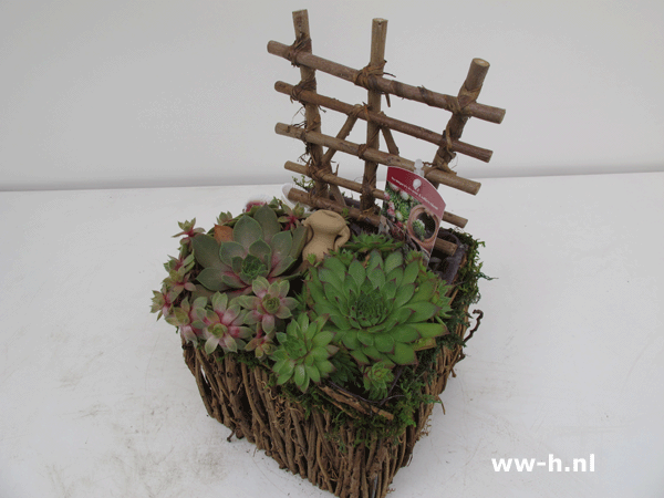 Sempervivum Huislook mandje Sempervivum Huislook mandje