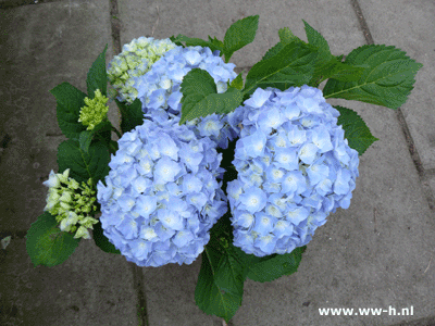 Hortensia v.a 2,99 ; 2 voor 5,00 Hortensia v.a 2,99 ; 2 voor 5,00
