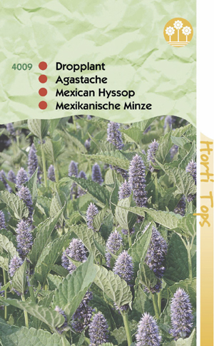 Agastache Mexicana blauw - dropplant 1.25