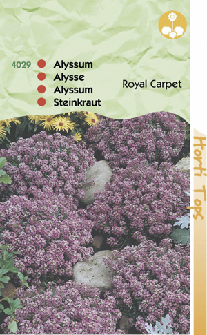 Alysum royal carpet violet-purper 1,29