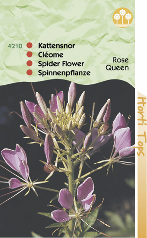 Cleome spinosa rose Qween ( kattensnor ) 0.79
