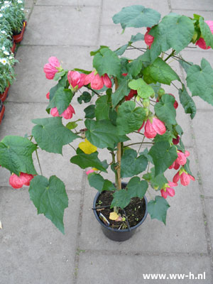 Abutilon op stam groot 9,99 Abutilon op stam groot 9,99