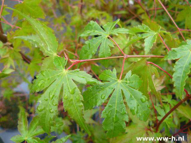 Acer palmatum v.a. 9,99 Acer palmatum v.a. 9,99