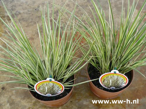 Acorus gramineus 'Argenteusstriatus' Waterpl 2.99 ; 2 voor 5,00 Acorus gramineus 'Argenteusstriatus' Waterpl 2.99 ; 2 voor 5,00
