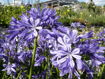 Agapanthus 'Charlotte' laag soort 6,99 Agapanthus 'Charlotte' laag soort 6,99