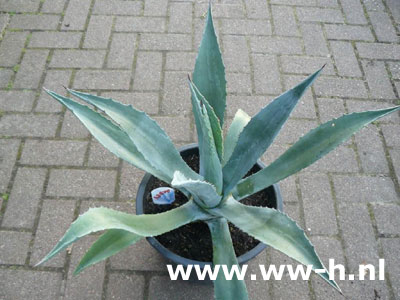 Agave Agave