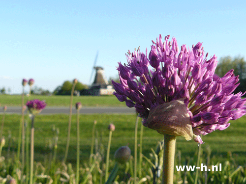 Allium giganteum Hoge Sierui 2,00 Allium giganteum Hoge Sierui 2,00