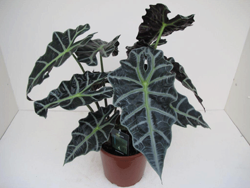 Alocasia sanderiana 4,99 Alocasia sanderiana 4,99