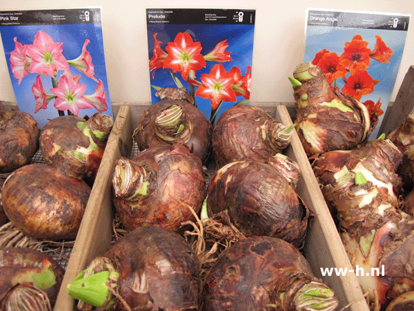 Amaryllis grote bollen 6.99 nu 20% korting Amaryllis grote bollen 6.99 nu 20% korting