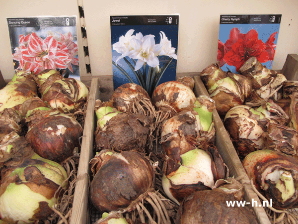 Amaryllis kleinere bollen 2,99 nu 20% korting Amaryllis kleinere bollen 2,99 nu 20% korting