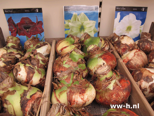 Amaryllis grote bollen 5.99 nu 20% korting Amaryllis grote bollen 5.99 nu 20% korting
