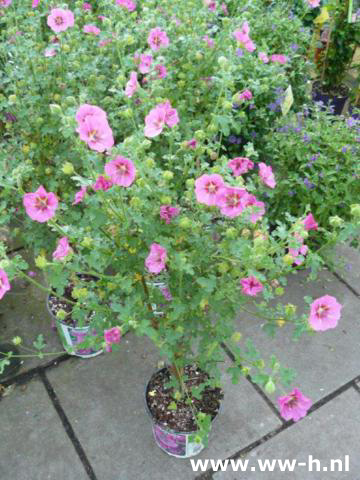 Anisondontea ELEGANCE PRINCESS 9,99 Anisondontea ELEGANCE PRINCESS 9,99