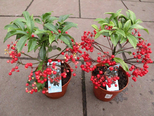 Ardisia crenata 0,99 ; 3 voor 2,50 Ardisia crenata 0,99 ; 3 voor 2,50