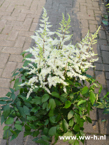 Astilbe v.a. 2.99 ; 2 voor 5,00 Astilbe v.a. 2.99 ; 2 voor 5,00