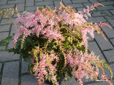 Astilbe 'Bronze Elegans '2.99 ; 2 voor 5.00 Astilbe 'Bronze Elegans '2.99 ; 2 voor 5.00