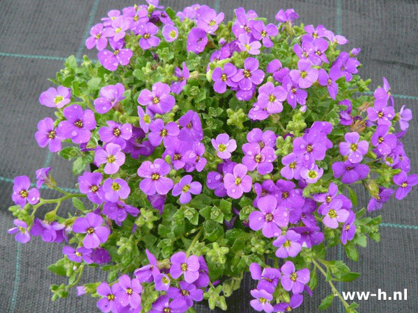 Aubrieta 'Hamburger Stadtpark' 1,50 Aubrieta 'Hamburger Stadtpark' 1,50