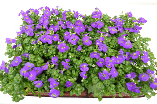 Aubrieta blauw groot 3,99 ; kleiner 1,99 ; in p9 1,50 Aubrieta blauw groot 3,99 ; kleiner 1,99 ; in p9 1,50