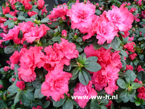 Azalea rood Azalea rood