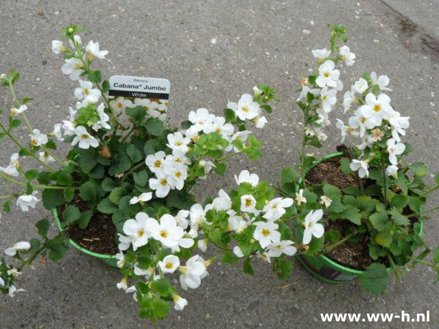 Bacopa Cabana Jumbo White v.a.1,50 ; 3 voor 3,75 Bacopa Cabana Jumbo White v.a.1,50 ; 3 voor 3,75