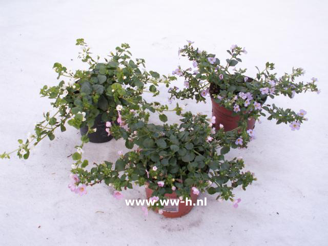 Bacopa wit (syn. Sutera) v.a. 1,50 ; 3 voor 3,75 Bacopa wit (syn. Sutera) v.a. 1,50 ; 3 voor 3,75