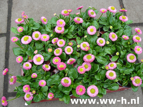 Bellis perennis rose 0,60 : volle doos = 18 stuks a 0,45 = 7,99 Bellis perennis rose 0,60 : volle doos = 18 stuks a 0,45 = 7,99