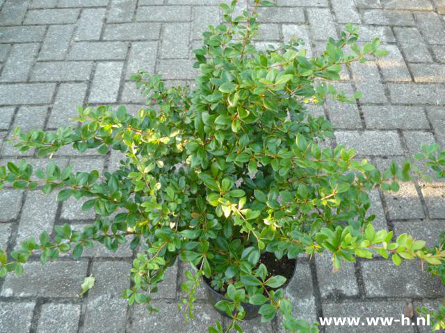 Berberis media 'Parkjuweel' pot 7.5 liter 9,99 Berberis media 'Parkjuweel' pot 7.5 liter 9,99