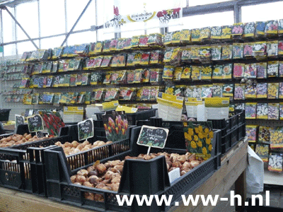 Bloembollen assortiment 50% korting Bloembollen assortiment 50% korting