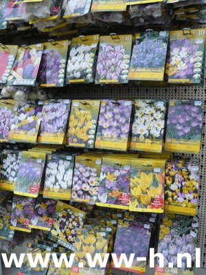 Bloembollen assortiment crocus Bloembollen assortiment crocus