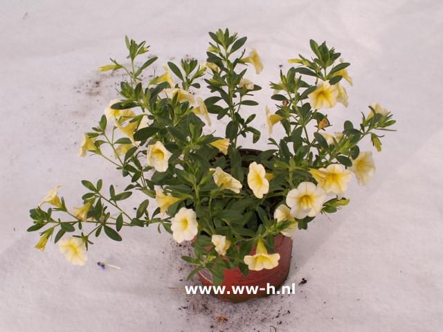 Calibrachoa hybrida in kleuren v.a. 1,50 ; 3 voor 3,75 Calibrachoa hybrida in kleuren v.a. 1,50 ; 3 voor 3,75