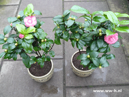 Camellia v.a 5.99 Camellia v.a 5.99