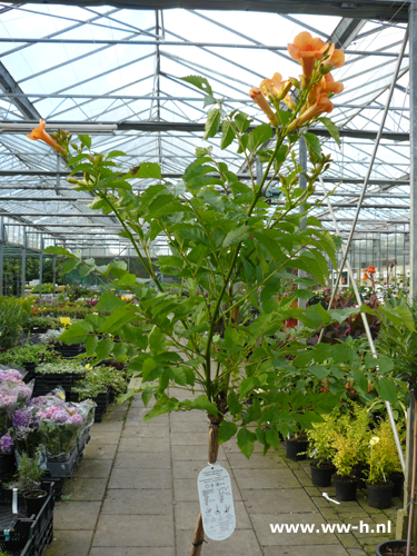 Campsis 'Indian Summer' Trompet bloem op stam 1 meter 39,00 Campsis 'Indian Summer' Trompet bloem op stam 1 meter 39,00