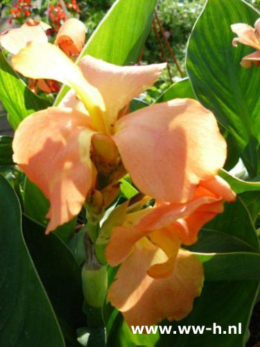 Canna Indisch bloemriet Canna Indisch bloemriet