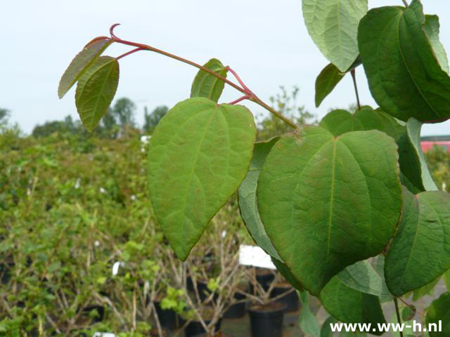 Cercidiphyllum japonicum pot 4 liter 5.99 Cercidiphyllum japonicum pot 4 liter 5.99