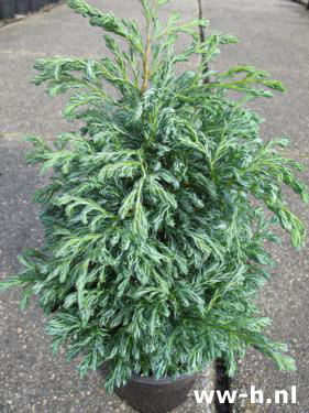 Chamaecyparis pisifera 'Boulevard' Pot1.5L 2.99 ; Pot 3L 3,99 Chamaecyparis pisifera 'Boulevard' Pot1.5L 2.99 ; Pot 3L 3,99