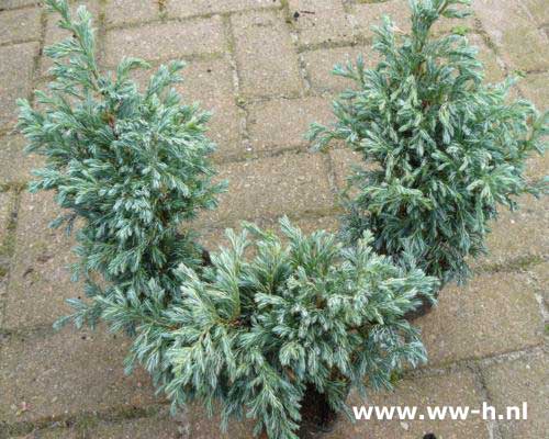 Chamaecyparis pisifera 'Boulevard' pot 9 cm Chamaecyparis pisifera 'Boulevard' pot 9 cm