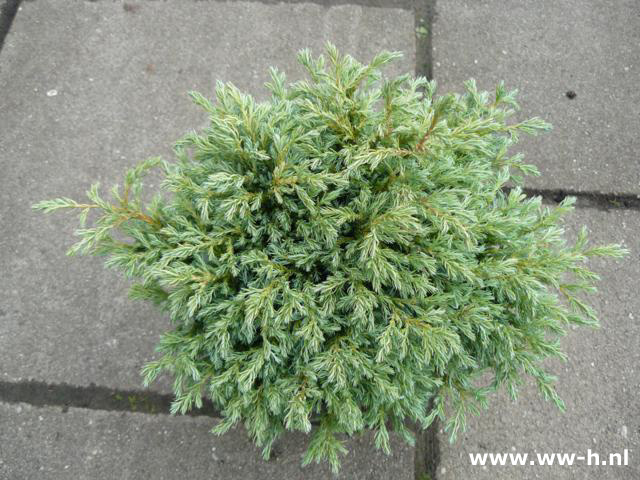 Chamaecyparis pisifera 'Lieve' 5.50 Chamaecyparis pisifera 'Lieve' 5.50