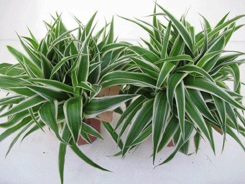 Chlorophytum comosum Zebragras 2 99 ; 2 voor 5,00 - Klik op de afbeelding om het venster te sluiten