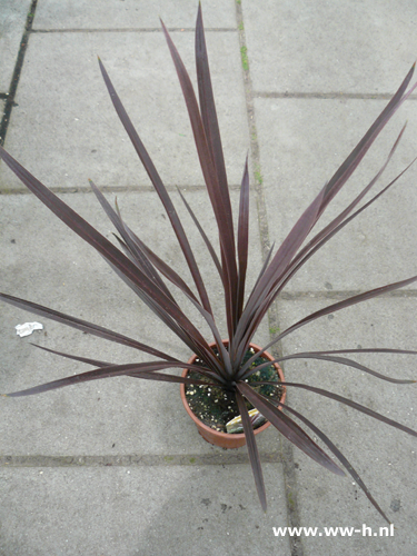 Cordyline 4,99 Cordyline 4,99
