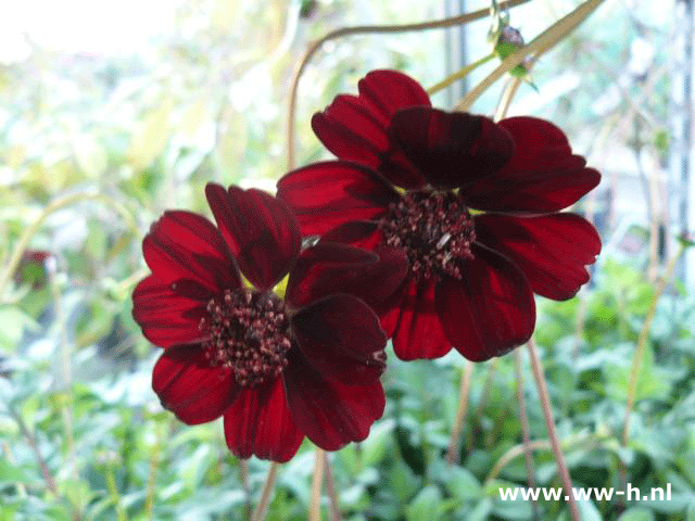 Cosmos atrosanguineus Chocolate' 3.99 Cosmos atrosanguineus Chocolate' 3.99