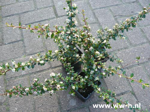 Cotoneaster 'Coral Beauty 0.99