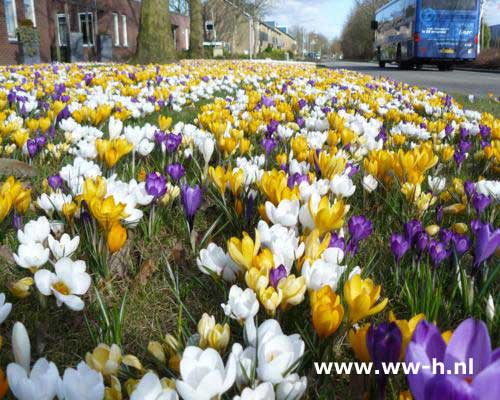 Crocus gemengd 0,15 Crocus gemengd 0,15