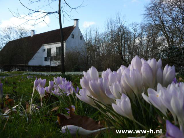 Crocus groot bloemig wit 0,14 Crocus groot bloemig wit 0,14