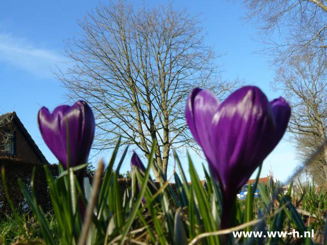 Crocus grootbloemig blauw 0,12 Crocus grootbloemig blauw 0,12