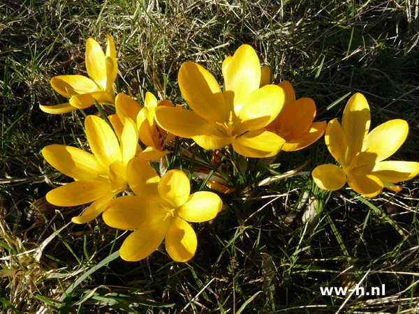 Crocus specie geel grootbloemig 0.12 Crocus specie geel grootbloemig 0.12