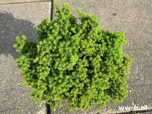 Cryptomeria japonica 'Vilmoriniana' Pot 2L 3.99 Cryptomeria japonica 'Vilmoriniana' Pot 2L 3.99