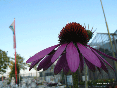 Echinacea purpurea 2 liter pot v.a. 2,99 Echinacea purpurea 2 liter pot v.a. 2,99