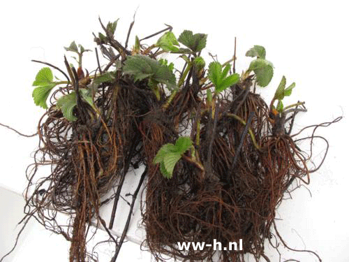 Aardbei gewoon per bosje 25 stuks a 0,50 = 12,50 Aardbei gewoon per bosje 25 stuks a 0,50 = 12,50