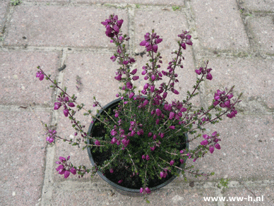 Erica cinerea katinka 0,95 Erica cinerea katinka 0,95