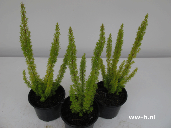 Erica arborea 'Alberts Gold' 2L pot 4,99 Erica arborea 'Alberts Gold' 2L pot 4,99